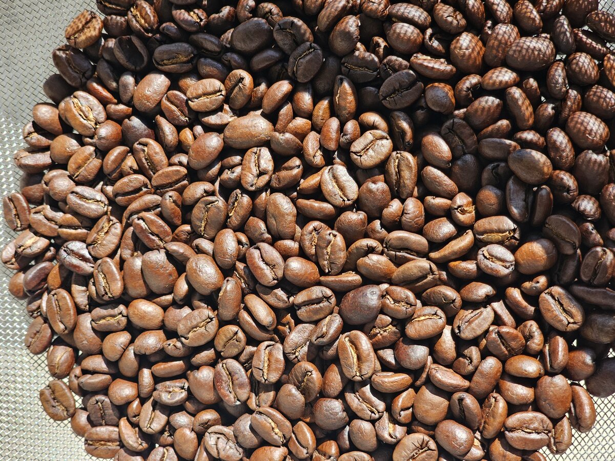 Fresh-roasted coffee beans in a cooling colander