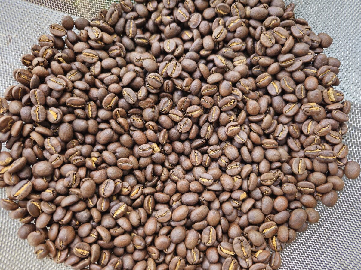 Fresh-roasted coffee beans cooling after a batch